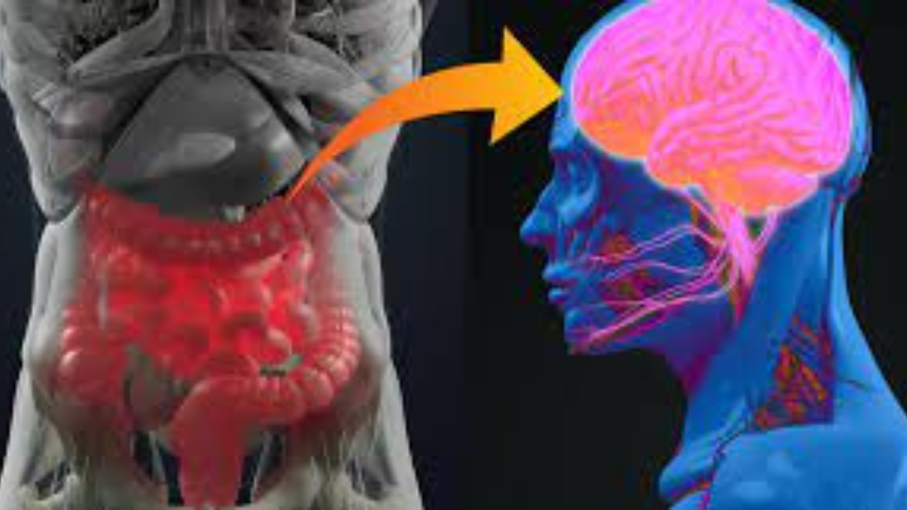 Gut Health Matters: Exploring the Gut-Brain Connection